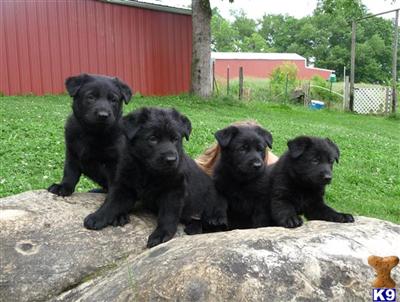 Solid Black/Black Sable Repeat breeding 3/4 Czech,  OFA Good, Large Blocky heads on pups